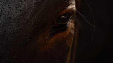 Kahverengi inek vuruşu.