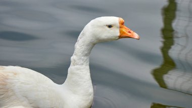 Göl kenarındaki kaz