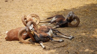 Bazı muflonlar toprakta uyur.