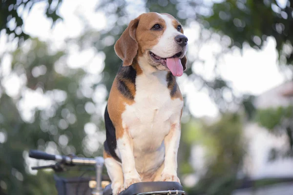 Psy Beagle stoją na siedzeniu rowerowym — Zdjęcie stockowe