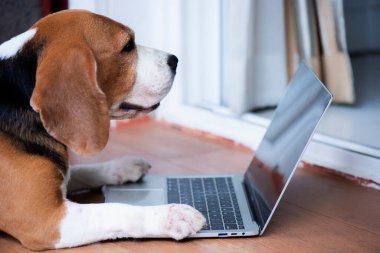 Beagle köpekleri bilgisayarın ofisinde çalışır. Konsantre ol ve ekrana bak. 