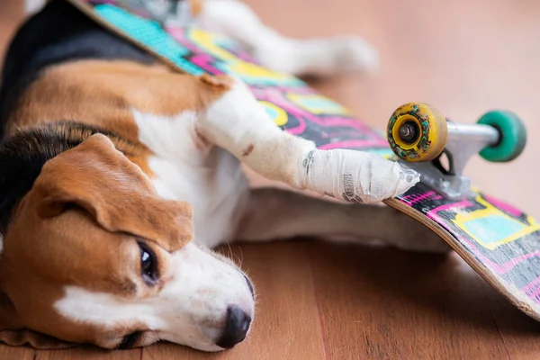 Sérült Beagle Dog Gézkötéssel Ellátott Csomagoló Mancsa Jogdíjmentes Stock Képek