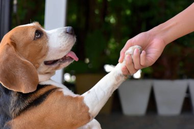 Beagle köpekleri insanlara el uzatır. Köpeklerin pençeleri insanların elinde Evcil hayvanlarla arkadaşlık