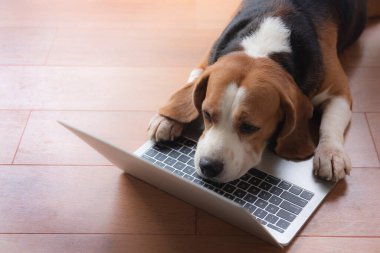 Beagle köpekleri bilgisayarın ofisinde çalışır. Konsantre ol ve uykulu bir şekilde ekrana bak.