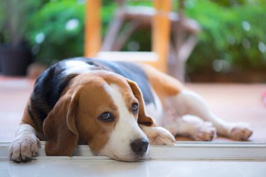 Beagle köpeği üzgün ve yalnız görünüyordu.