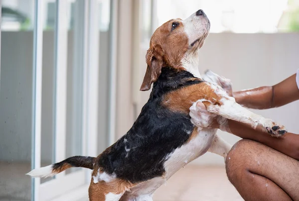 Beagle Dog Está Duchando — Foto de Stock