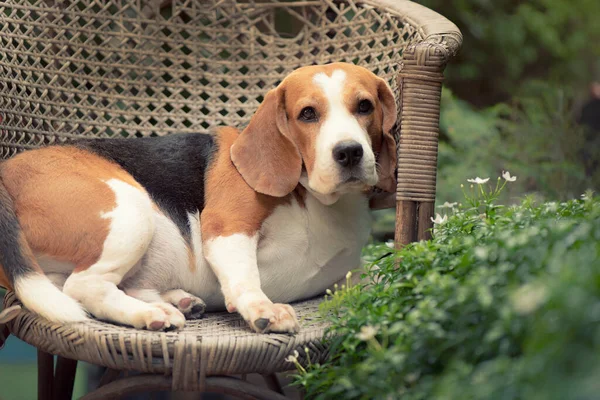 Beagle Pies Siedzi Krześle Rattan Spójrz Uroczymi Oczami — Zdjęcie stockowe