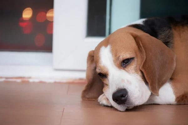 Beagle Perro Acostado Frente Puerta Esperando Que Propietario Vuelva Casa — Foto de Stock