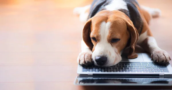 Beagle Perro Buscando Portátil Con Gestos Interesantes — Foto de Stock