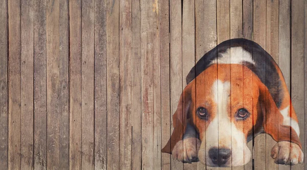 Beagle Pies Patrząc Górę Obraz Drewnianym Tle Podłogi — Zdjęcie stockowe