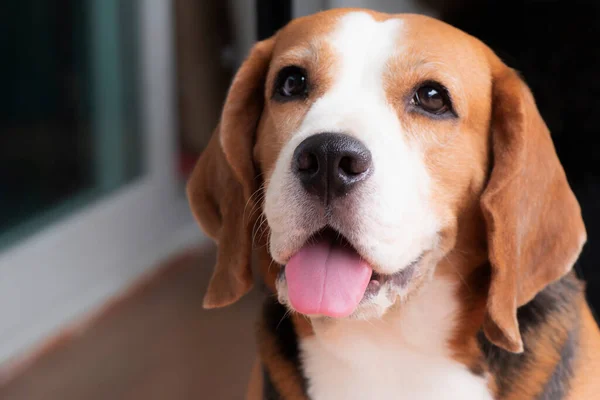 Portrait of an adorable Beagle dog with beautiful eyes