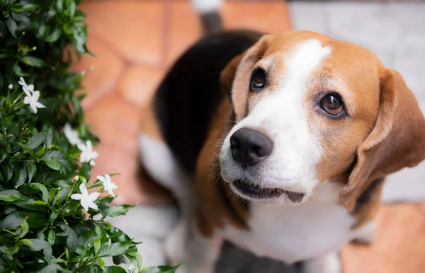 Cute Pies Beagle Patrząc Górę Przyjaznym Okiem — Zdjęcie stockowe