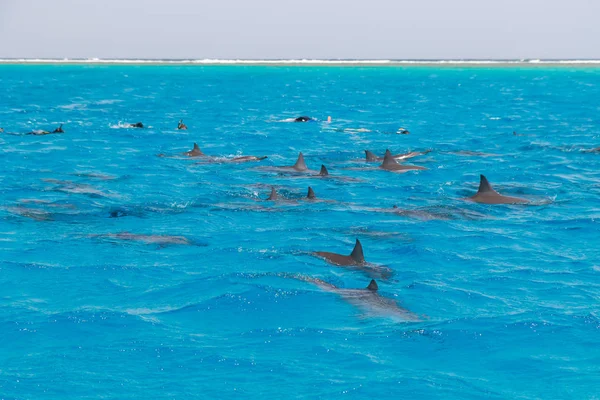 Snorkeling people swimming with dolphins  in blue water sea, nature beauty, beautiful playful spinners, summer vacation joy fun time, recreation tourism rest, ocean pure waters with animals creatures