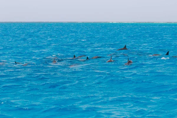Snorkeling ludzi pływanie z delfinami w błękitne wody morza, piękno przyrody, piękne błystki zabawy, lato wakacje radość czas zabawy, odpoczynek turystyki rekreacyjnej, Ocean czystej wody ze zwierzętami stworzeń — Zdjęcie stockowe