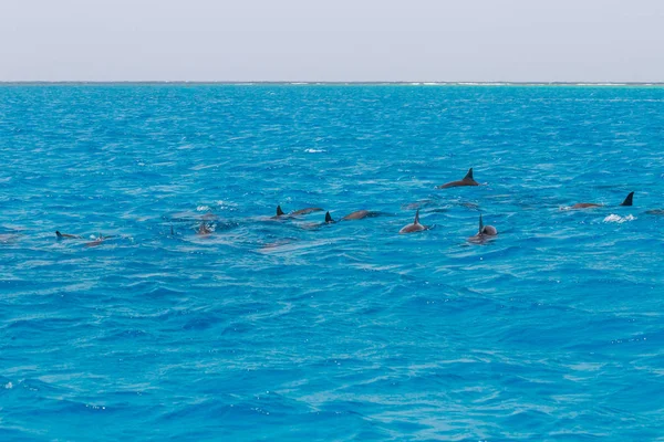 Esnórquel personas nadando con delfines en el mar de agua azul, belleza de la naturaleza, hermosos hilanderos juguetones, vacaciones de verano alegría tiempo de diversión, recreación turismo descanso, océano aguas puras con animales criaturas Imágenes de stock libres de derechos