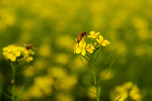 Bee Collects Pollen Crop Mustard Flower Munshigonj Dhaka Bangladesh January — Stock Photo, Image