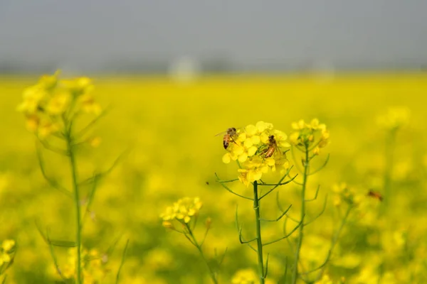 Bee Collects Pollen Crop Mustard Flower Munshigonj Dhaka Bangladesh January — Stock Photo, Image