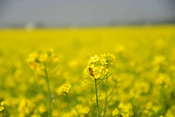 Bee Collects Pollen Crop Mustard Flower Munshigonj Dhaka Bangladesh January — Stock Photo, Image