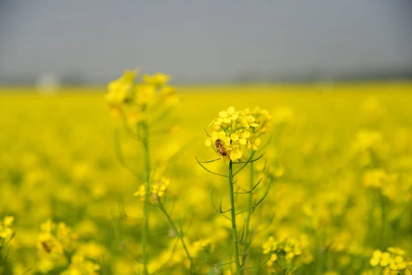 Bee Collects Pollen Crop Mustard Flower Munshigonj Dhaka Bangladesh January — Stock Photo, Image