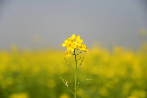 View Mustard Crop Flower Field Munshigonj Dhaka Bangladesh January 2019 — Stock Photo, Image