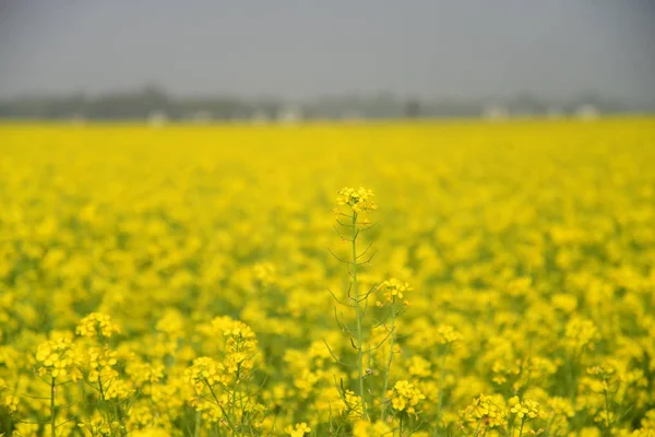 View Mustard Crop Flower Field Munshigonj Dhaka Bangladesh January 2019 — Stock Photo, Image