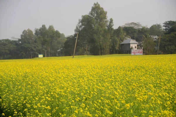 View of a mustard crop flower field in Munshigonj near Dhaka, Bangladesh on January 04, 2019. Mustard is a cool weather crop and is grown from seeds sown in early spring. From mid December through to the end of January, Bangladesh.