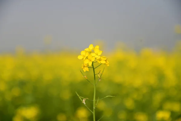 Vista Campo Flores Mostarda Munshigonj Perto Dhaka Bangladesh Janeiro 2019 — Fotografia de Stock