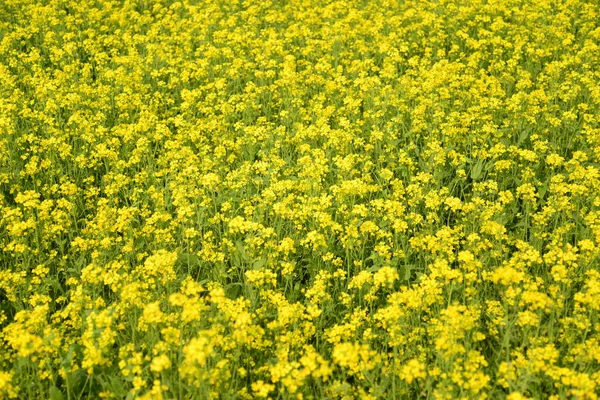 View of a mustard crop flower field in Munshigonj near Dhaka, Bangladesh on January 04, 2019. Mustard is a cool weather crop and is grown from seeds sown in early spring. From mid December through to the end of January, Bangladesh.