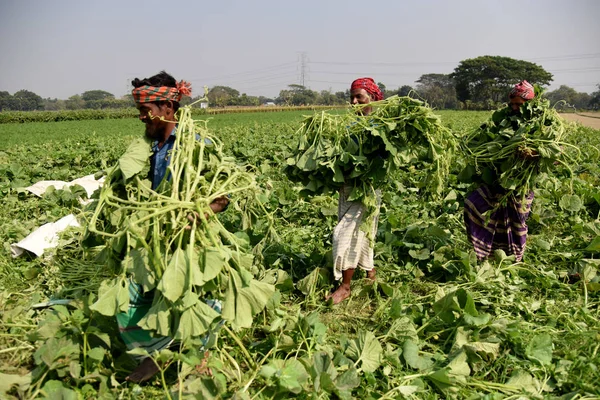 Бангладешские Фермеры Собирают Овощи Поле Недалеко Дакки Бангладеш Января 2019 — стоковое фото