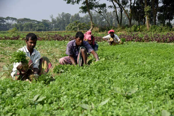 Bangladeşli çiftçiler 3 Ocak 2019 dakka, Bangladeş dışında bir alanda sebze toplama. Bitkisel üretim Bangladeş beslenme stratejisi için katkıda bulunmaktadır. Ortalama tarım sektörü GSYİH yıllık büyüme yüzde 3.5 ulaştı.