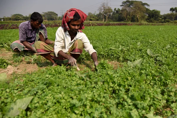 Bangladesh Boeren Zijn Het Verzamelen Van Plantaardige Een Veld Buiten — Stockfoto