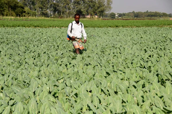 Agricultor Rociando Insecticida Campo Verduras Fuera Dhaka Bangladesh Enero 2019 —  Fotos de Stock