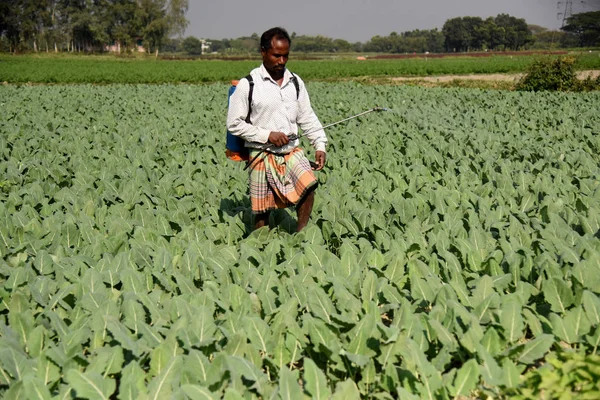 Agricultor Rociando Insecticida Campo Verduras Fuera Dhaka Bangladesh Enero 2019 —  Fotos de Stock