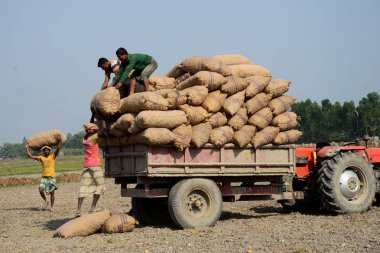 Dakka, Bangladeş yakınındaki Munshiganj alanlarındaki patates hasat Bangladeşli tarım işçileri