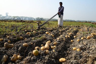 Dakka, Bangladeş yakınındaki Munshiganj alanlarındaki patates hasat Bangladeşli tarım işçileri
