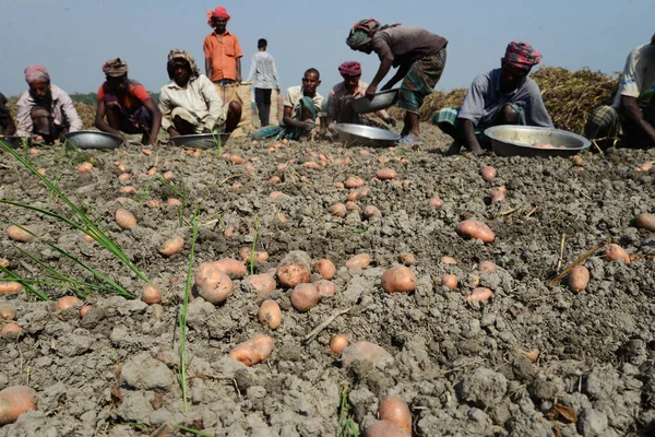 Bangladesi Mezőgazdasági Dolgozók Betakarítás Burgonya Munshiganj Mezőiben Következő Látnivaló Közelében — Stock Fotó