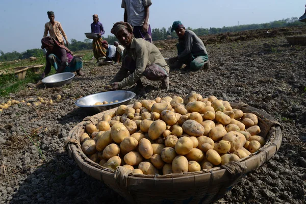 Bangladesi Mezőgazdasági Dolgozók Betakarítás Burgonya Munshiganj Mezőiben Következő Látnivaló Közelében — Stock Fotó