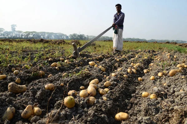 孟加拉国农业劳动者从孟加拉国达卡附近 Munshiganj 的田地收获马铃薯 — 图库照片