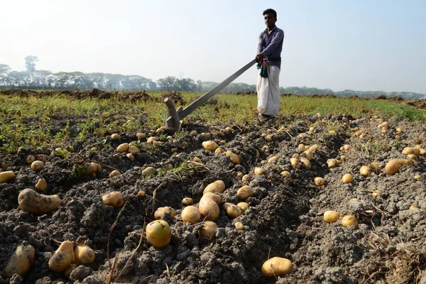 Bangladesh Jordbruksarbetare Skörda Potatis Från Fälten Munshiganj Nära Dhaka Bangladesh — Stockfoto