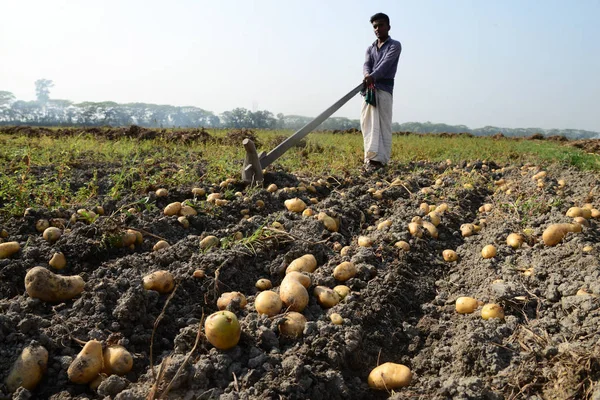 Dakka, Bangladeş yakınındaki Munshiganj alanlarındaki patates hasat Bangladeşli tarım işçileri