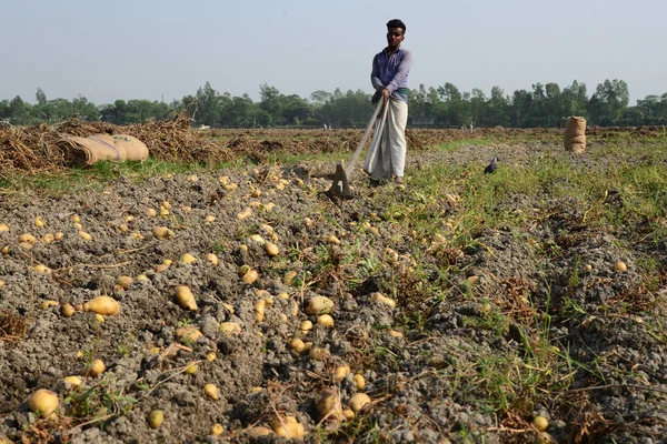 Bangladesi Mezőgazdasági Dolgozók Betakarítás Burgonya Munshiganj Mezőiben Következő Látnivaló Közelében — Stock Fotó