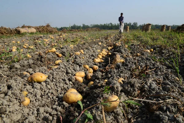 Bangladesi Mezőgazdasági Dolgozók Betakarítás Burgonya Munshiganj Mezőiben Következő Látnivaló Közelében — Stock Fotó