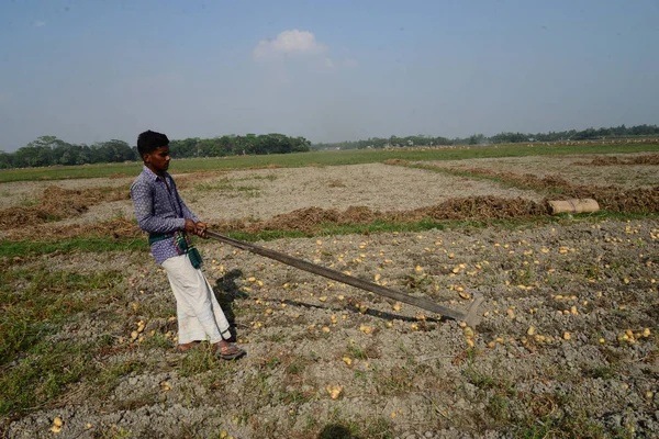 Bangladesi Mezőgazdasági Dolgozók Betakarítás Burgonya Munshiganj Mezőiben Következő Látnivaló Közelében — Stock Fotó