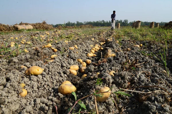 Сельскохозяйственные Рабочие Бангладеш Собирают Картофель Полей Муншигандже Близ Дакки Бангладеш — стоковое фото