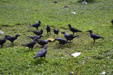 Bangladeş halkı, 11 Kasım 2016 'da Bangladeş' in Dhaka kentindeki Ramna Parkı 'nda sağlık için yürüyorlar.