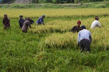Bangladeşli çiftçiler, Bangladeş 'in Dhaka kentindeki Gabtoli' de hasattan sonra çeltik topluyor. 10 Mayıs 2017 'de Bangladeşli çiftçiler, Bangladeş, Dhaka' daki Ashulia 'da hasat sonrası çeltik biçiyor ve topluyor.. 