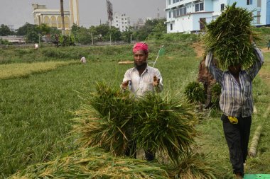 Bangladeşli çiftçiler, Bangladeş 'in Dhaka kentindeki Gabtoli' de hasattan sonra çeltik topluyor. 10 Mayıs 2017 'de Bangladeşli çiftçiler, Bangladeş, Dhaka' daki Ashulia 'da hasat sonrası çeltik biçiyor ve topluyor.. 