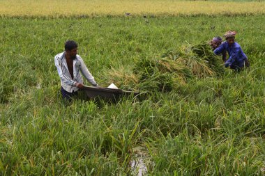 Bangladeşli çiftçiler, Bangladeş 'in Dhaka kentindeki Gabtoli' de hasattan sonra çeltik topluyor. 10 Mayıs 2017 'de Bangladeşli çiftçiler, Bangladeş, Dhaka' daki Ashulia 'da hasat sonrası çeltik biçiyor ve topluyor.. 