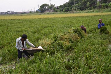 Bangladeşli çiftçiler, Bangladeş 'in Dhaka kentindeki Gabtoli' de hasattan sonra çeltik topluyor. 10 Mayıs 2017 'de Bangladeşli çiftçiler, Bangladeş, Dhaka' daki Ashulia 'da hasat sonrası çeltik biçiyor ve topluyor.. 