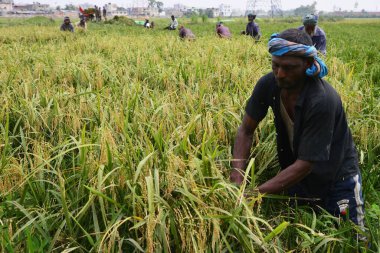 Bangladeşli çiftçiler, Bangladeş 'in Dhaka kentindeki Gabtoli' de hasattan sonra çeltik topluyor. 10 Mayıs 2017 'de Bangladeşli çiftçiler, Bangladeş, Dhaka' daki Ashulia 'da hasat sonrası çeltik biçiyor ve topluyor.. 